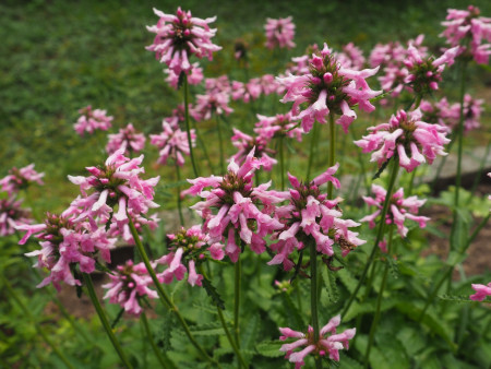 Stachys officinalis ´Rosea Compacta´